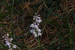 Ophiopogon intermedius